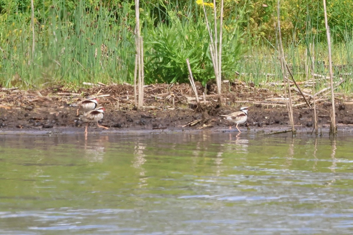 Black-fronted Dotterel - ML647067206