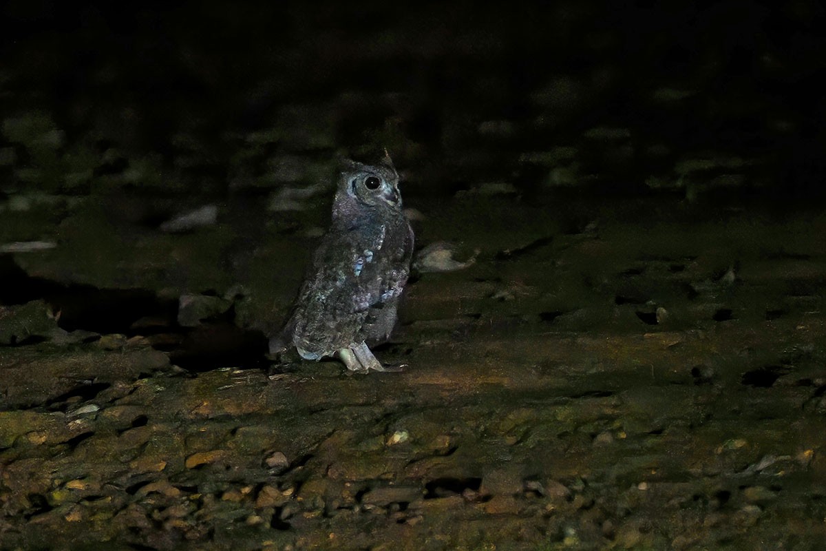 Grayish Eagle-Owl - ML647067209