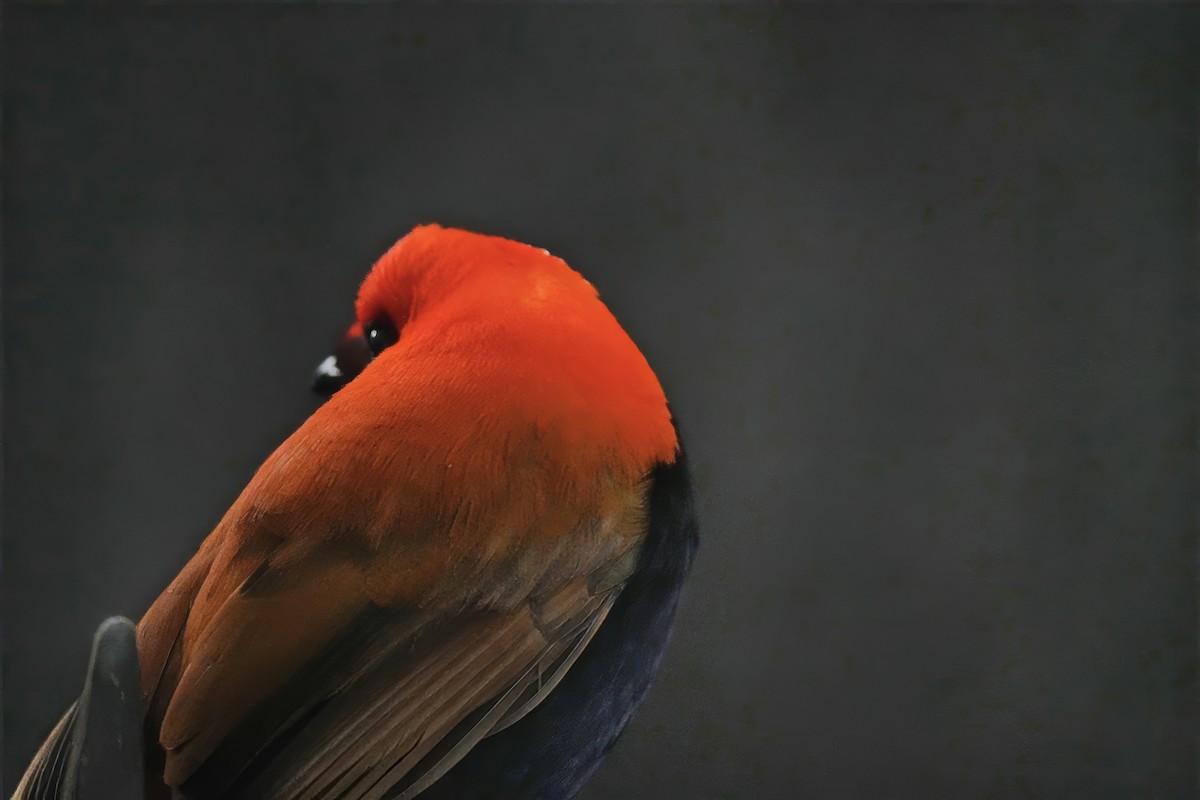 Crested Satinbird - ML647067211