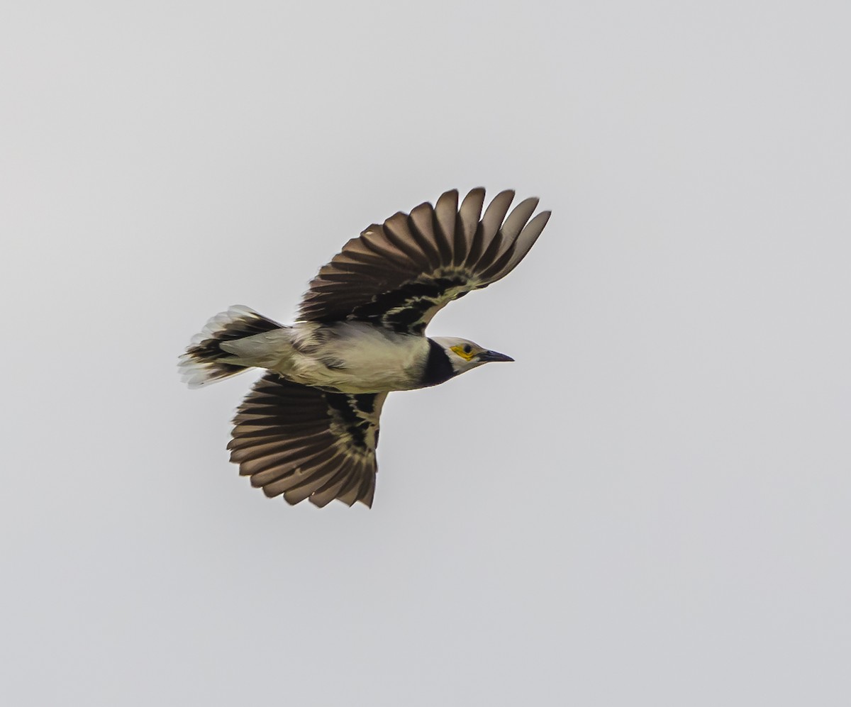 Black-collared Starling - ML647067217