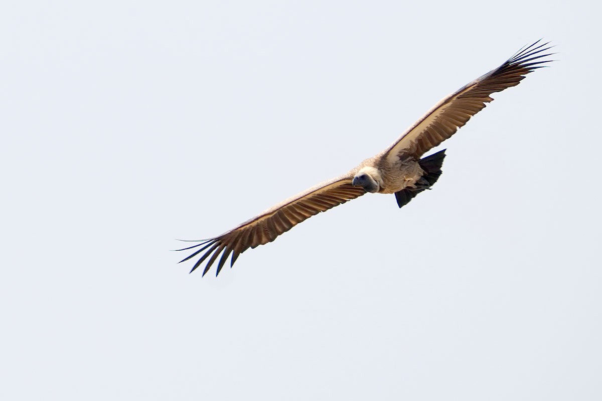 Buitre Dorsiblanco Africano - ML647067228