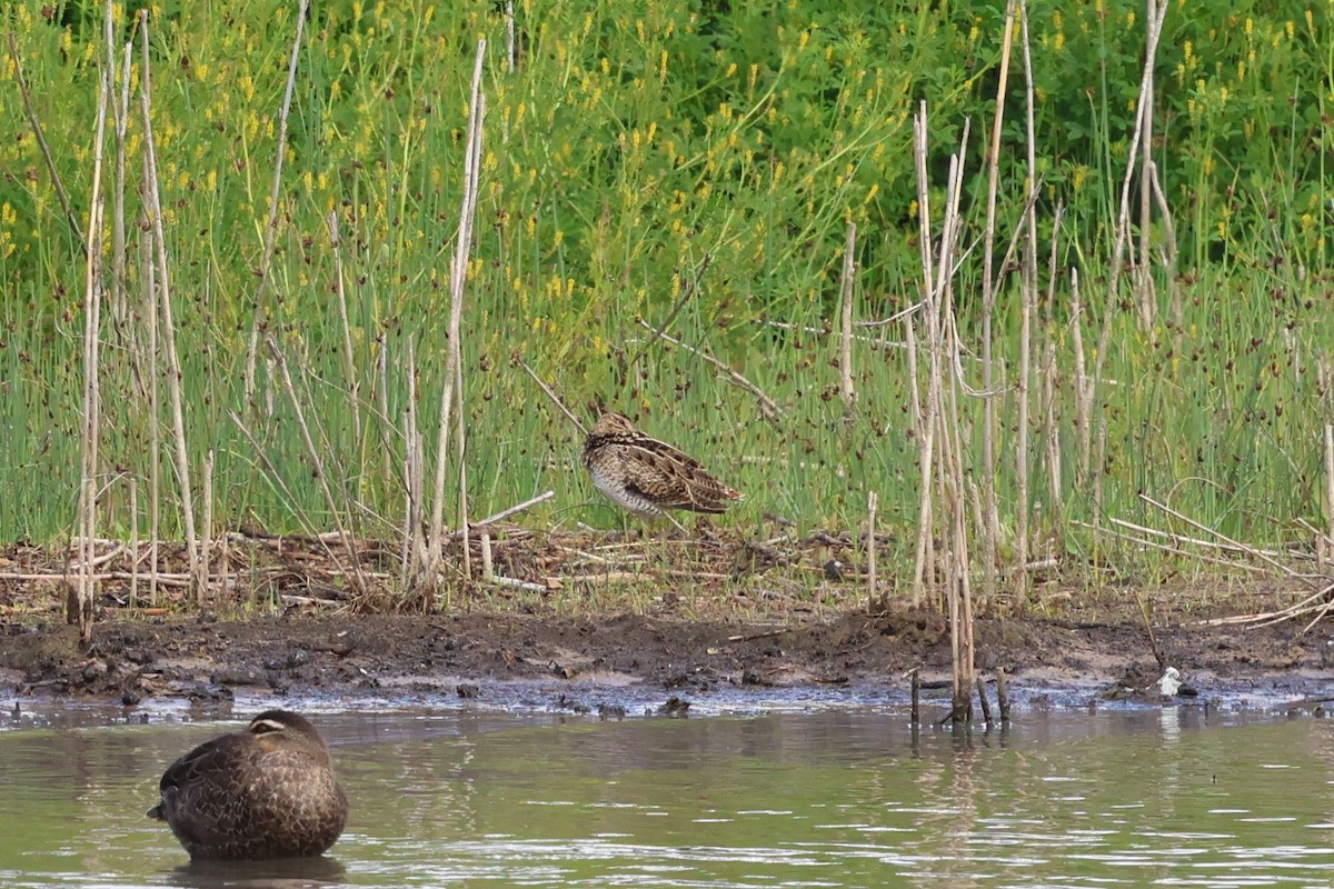Latham's Snipe - ML647067229