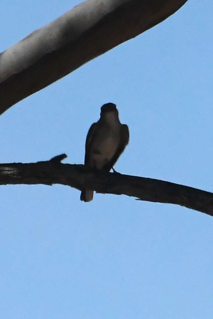 Avustalya Şakıcı Sinekkapanı - ML647067246