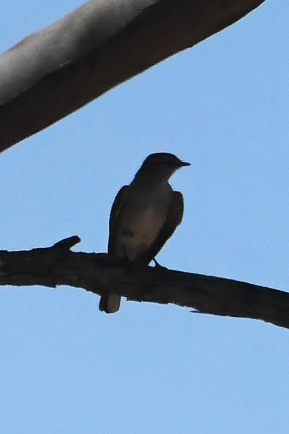 Avustalya Şakıcı Sinekkapanı - ML647067248