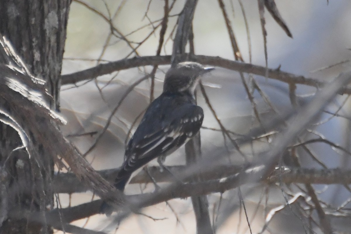 Hooded Robin - ML647067253