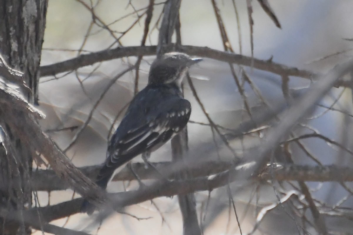 Hooded Robin - ML647067254