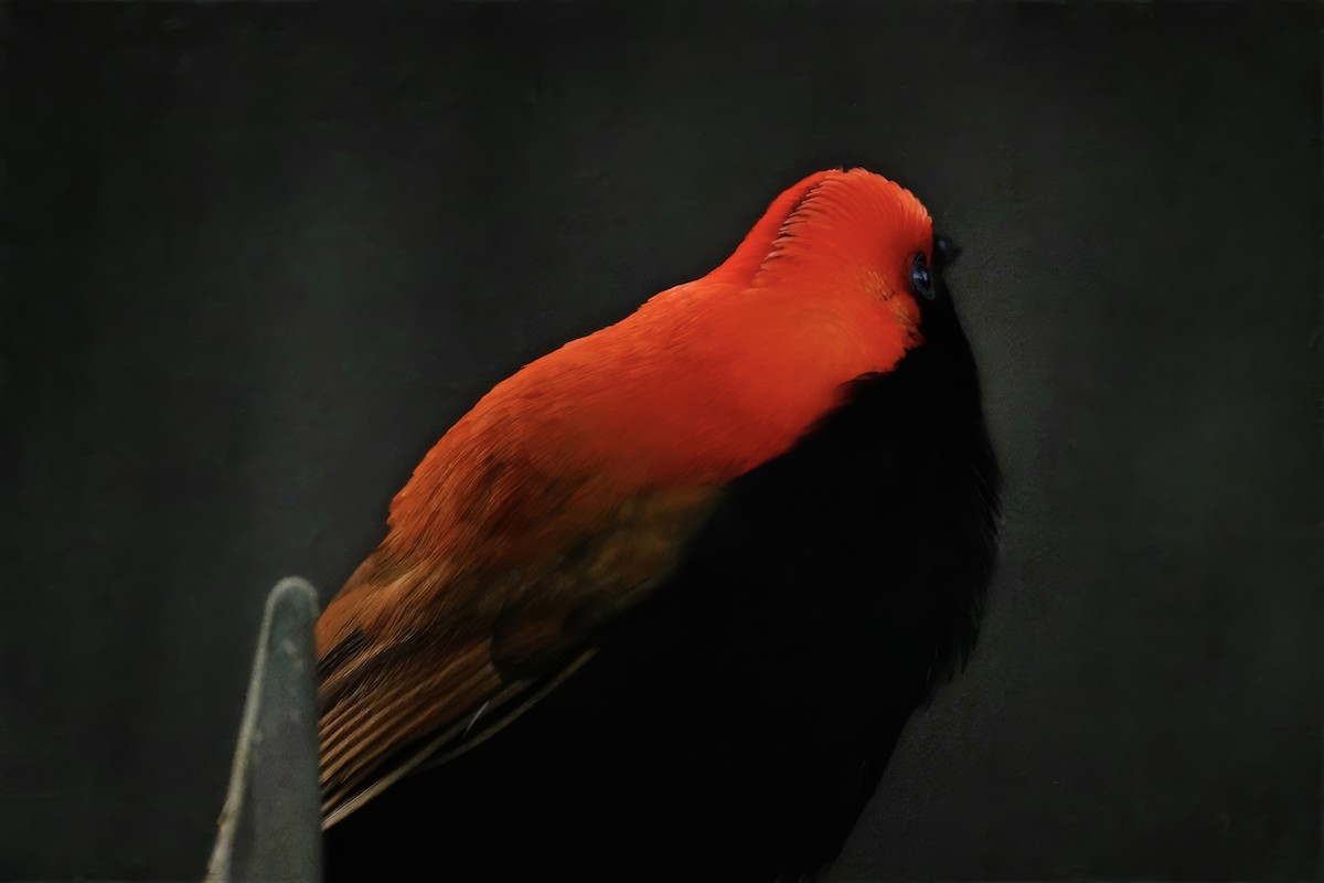 Crested Satinbird - ML647067257