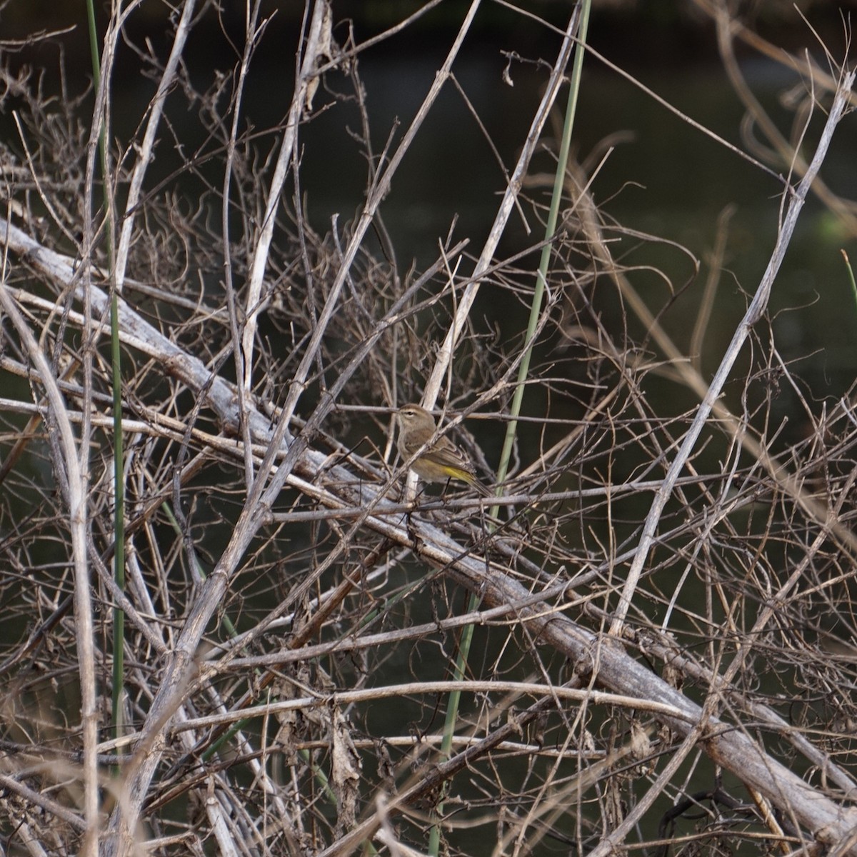 Palm Warbler - ML647067259