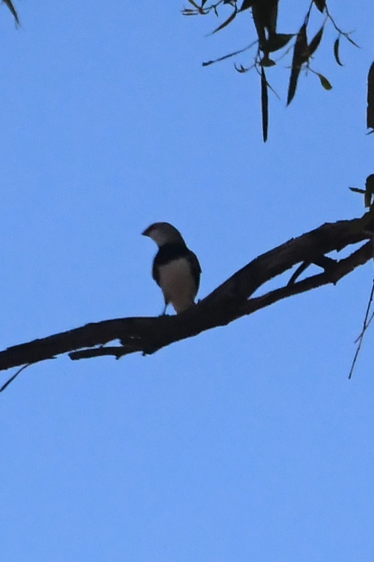 Diamond Firetail - ML647067261