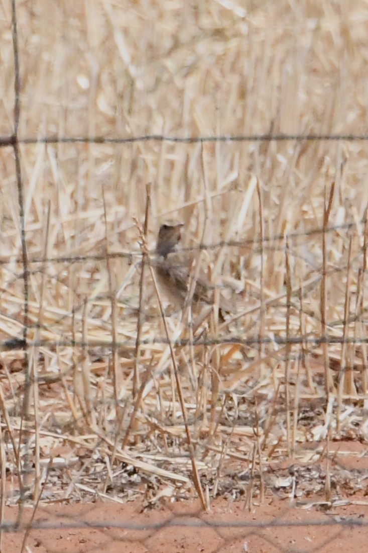 Australian Pipit - ML647067262