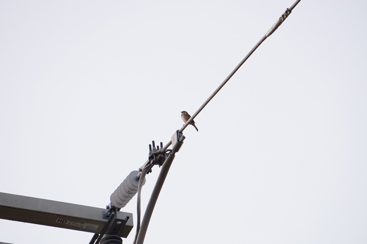 House Sparrow - ML647067265