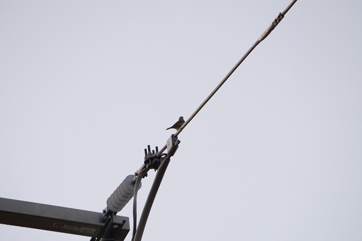 House Sparrow - ML647067266