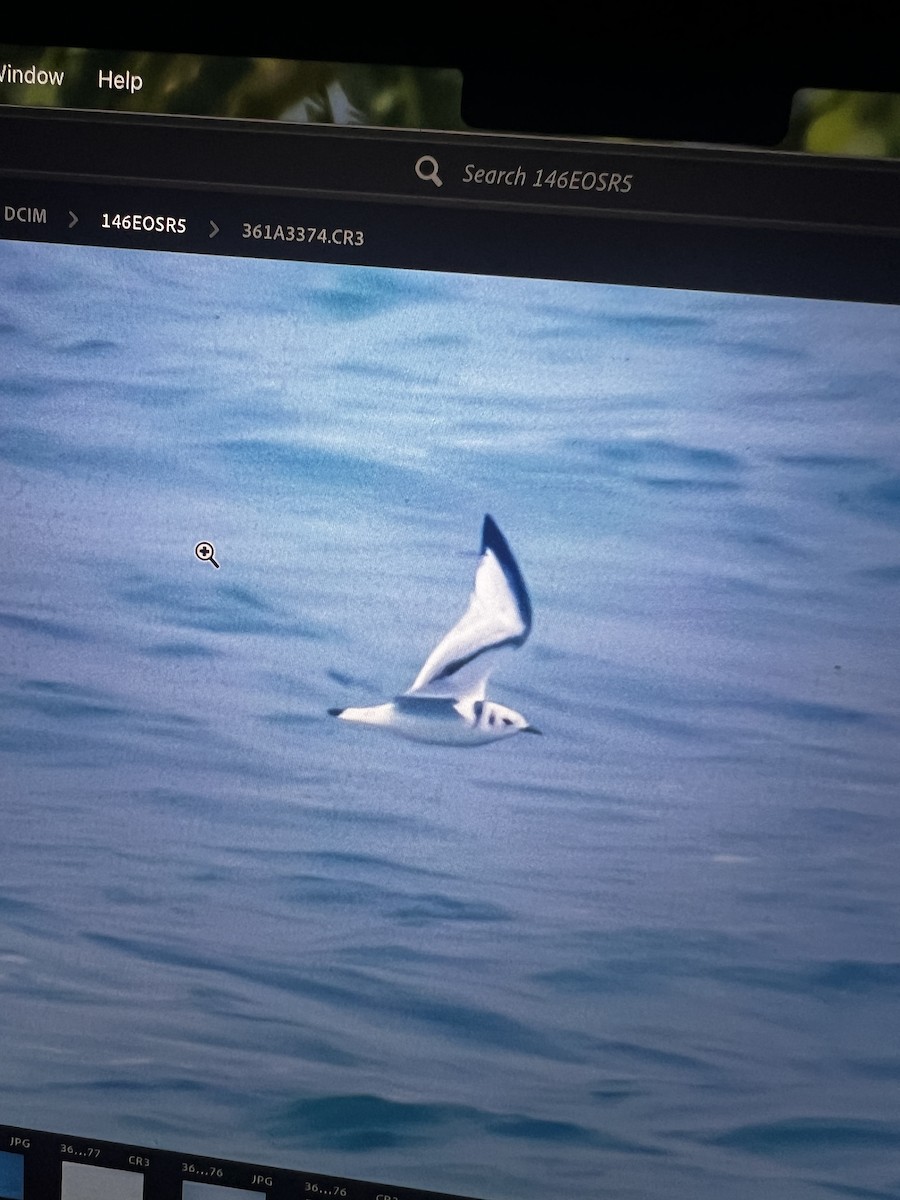 Моевка - ML647067267