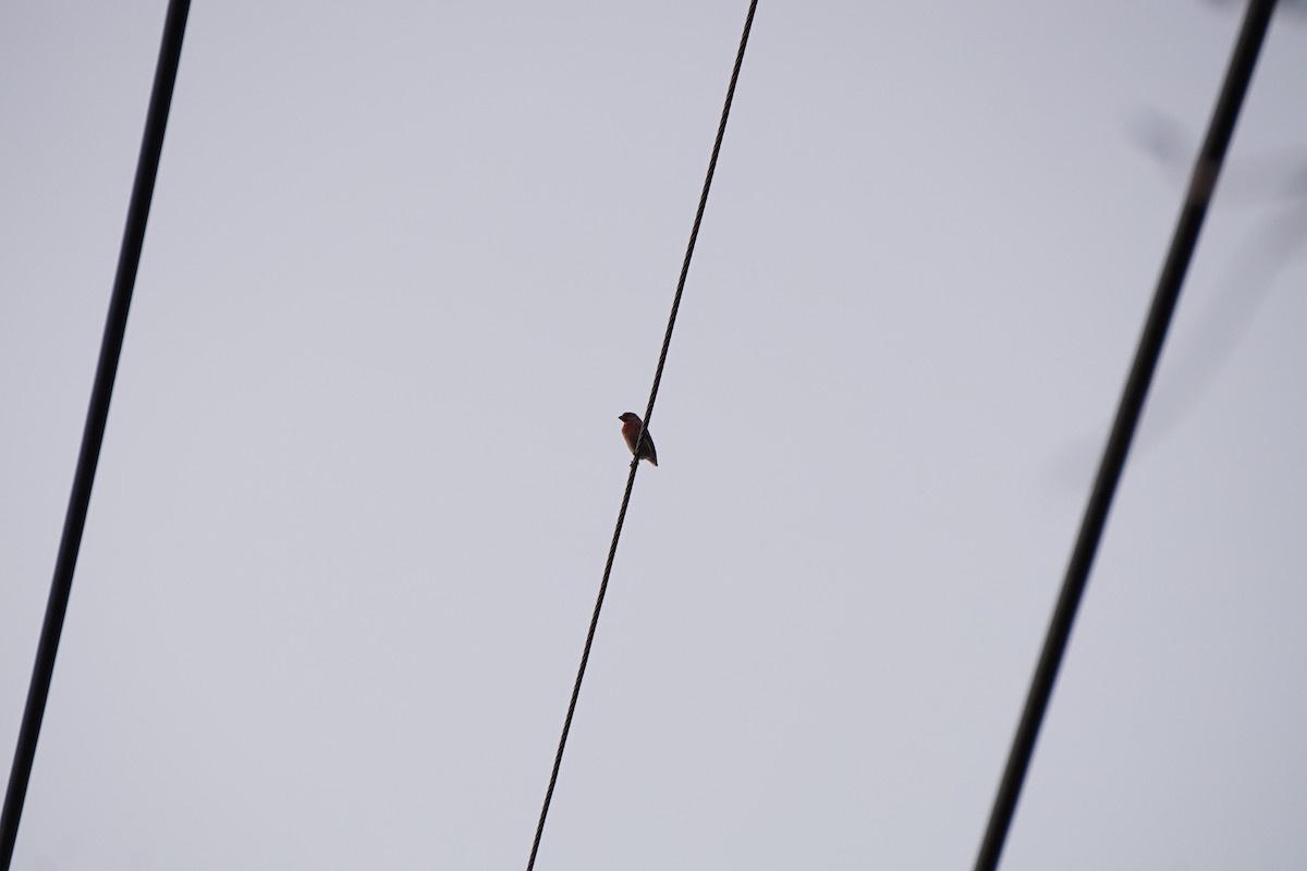 House Finch - ML647067268