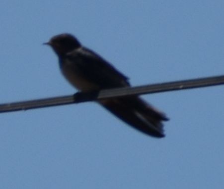Barn Swallow - ML647067269