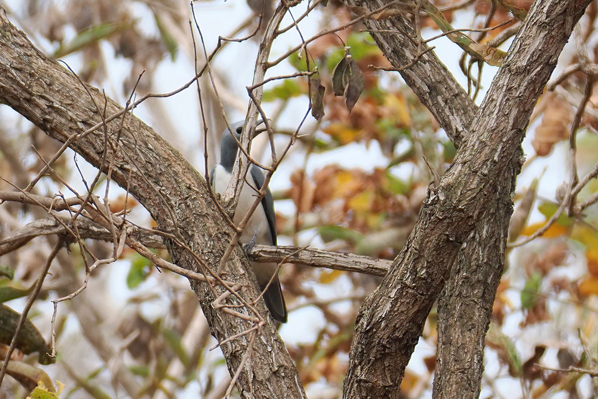 White-breasted Cuckooshrike - ML647067270
