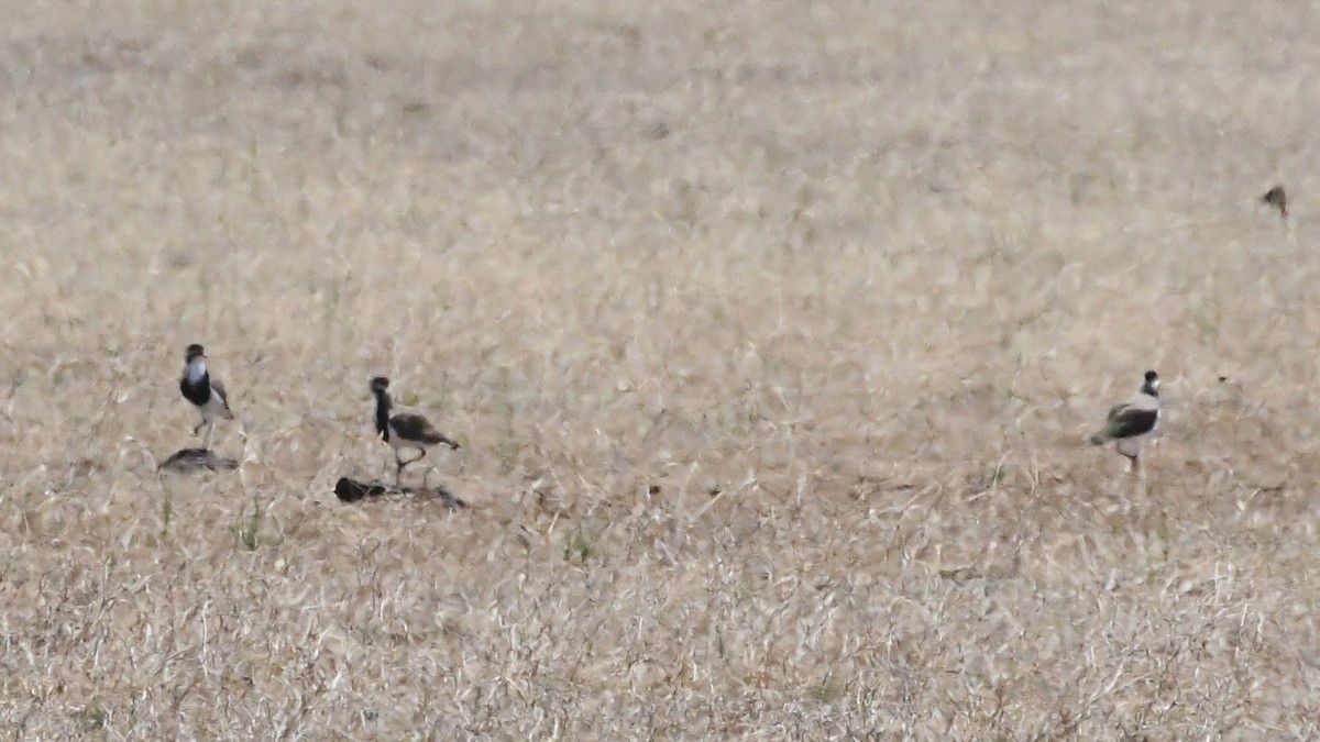 Banded Lapwing - ML647067271