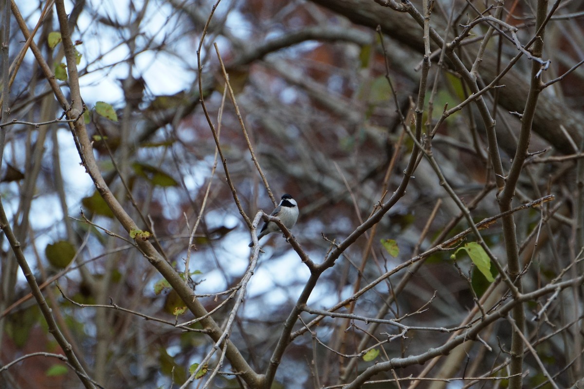 Carolina Chickadee - ML647067272