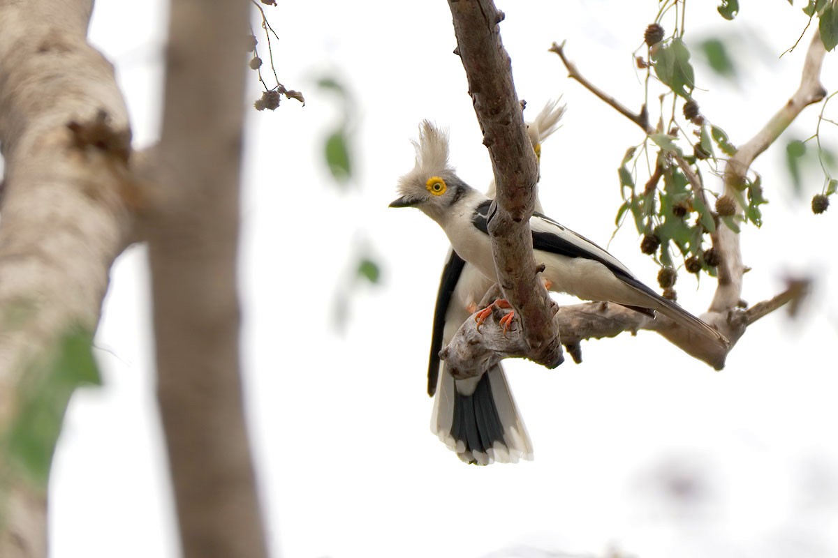 White-crested Helmetshrike - ML647067273