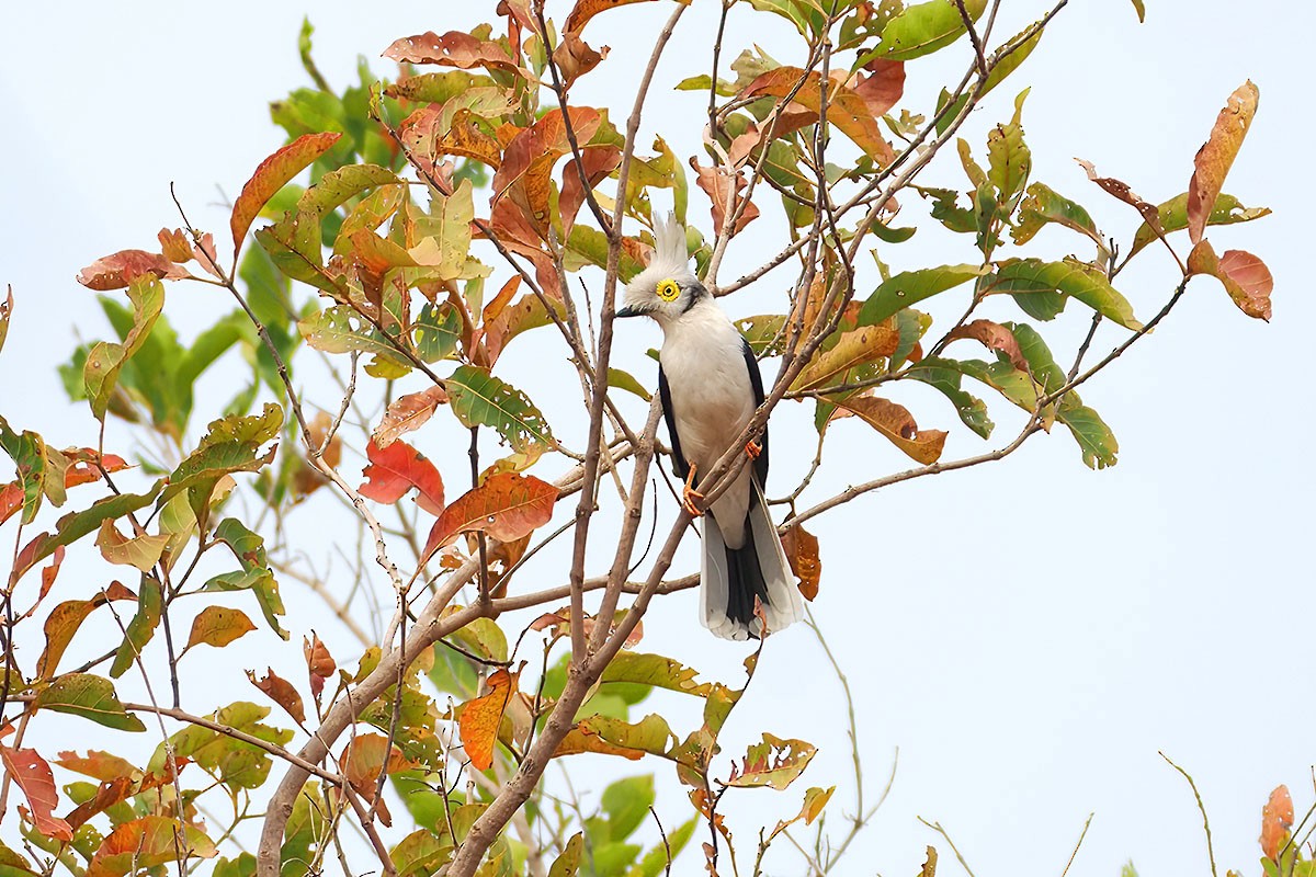 White-crested Helmetshrike - ML647067274