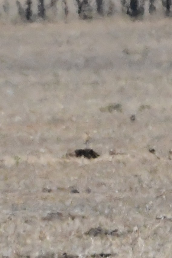 Australian Pratincole - ML647067275