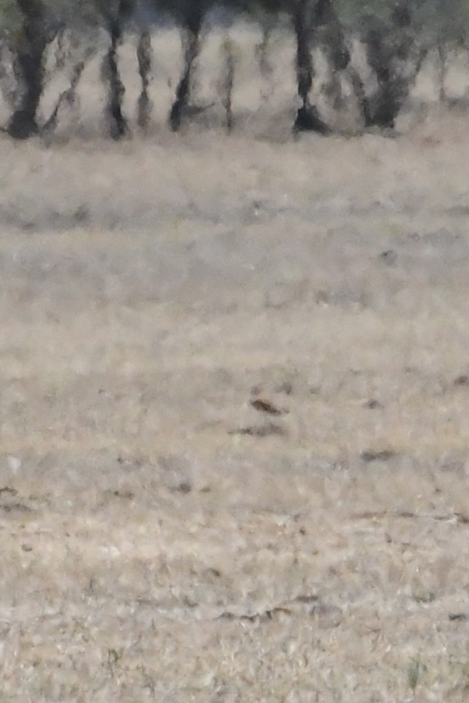 Australian Pratincole - ML647067276