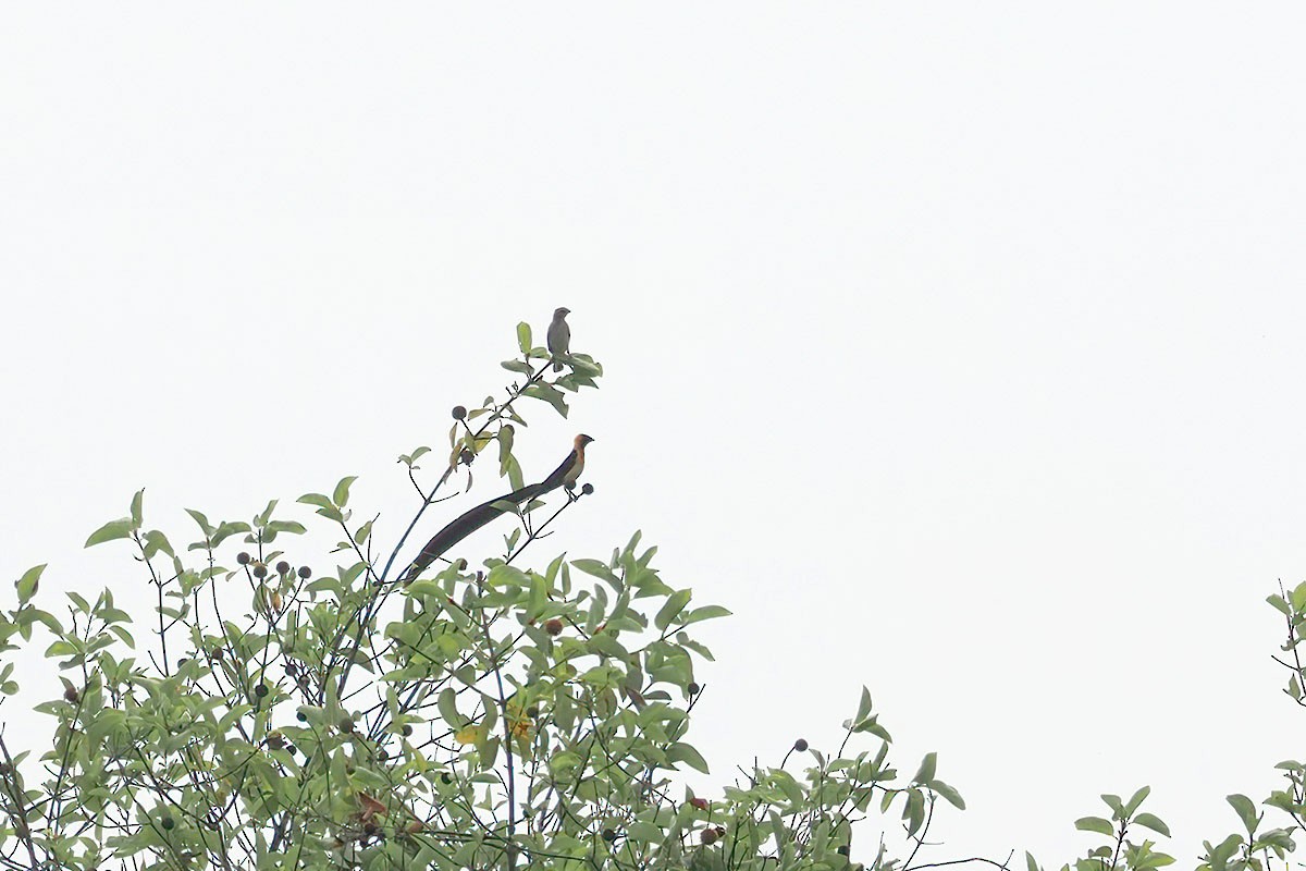 Togo Paradise-Whydah - ML647067277