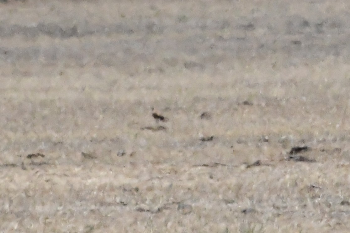 Australian Pratincole - ML647067279
