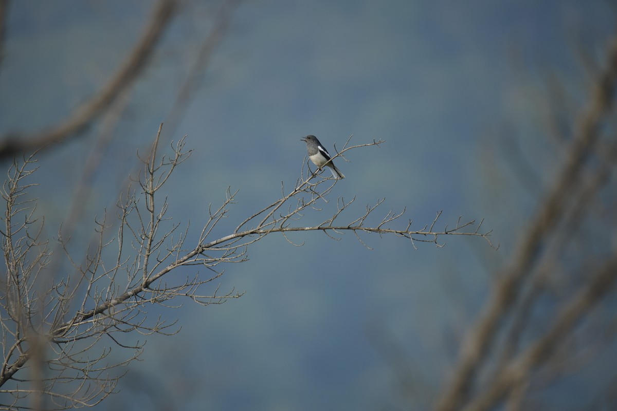 Oriental Magpie-Robin - ML647067280