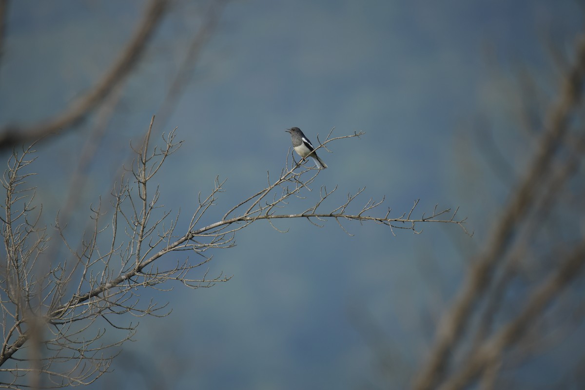 Oriental Magpie-Robin - ML647067281