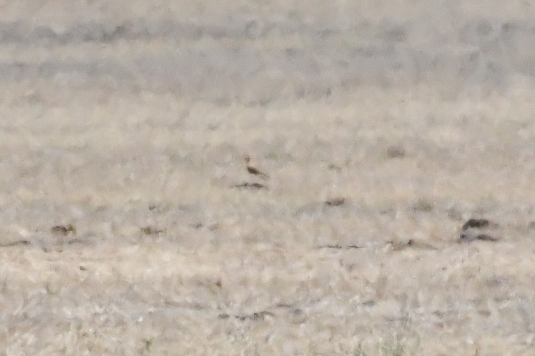 Australian Pratincole - ML647067282