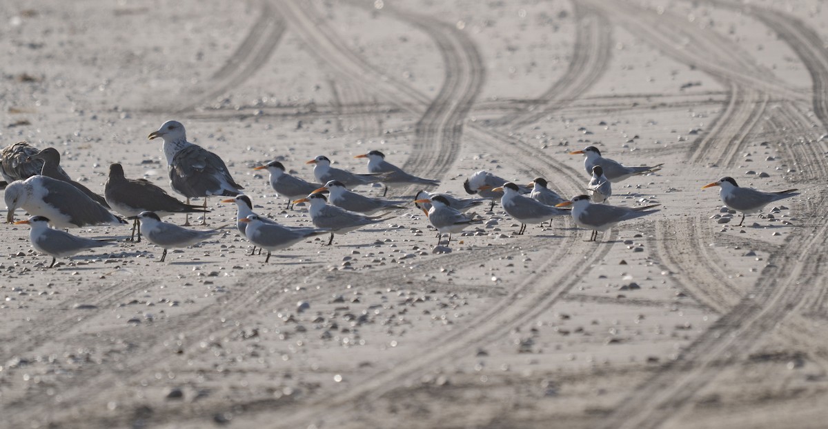Lesser Crested Tern - ML647067283