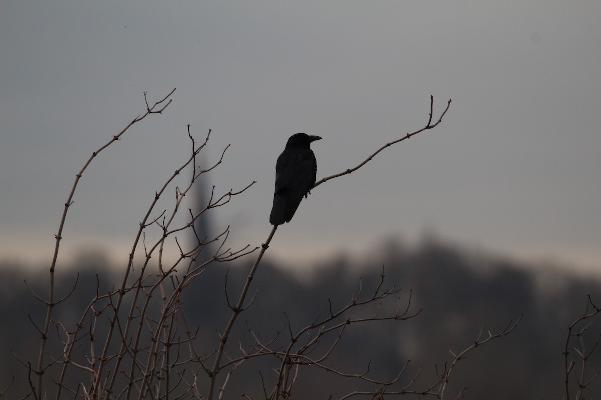 Carrion Crow - ML647067284
