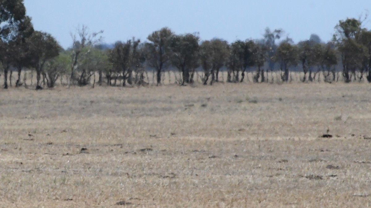Australian Pratincole - ML647067285