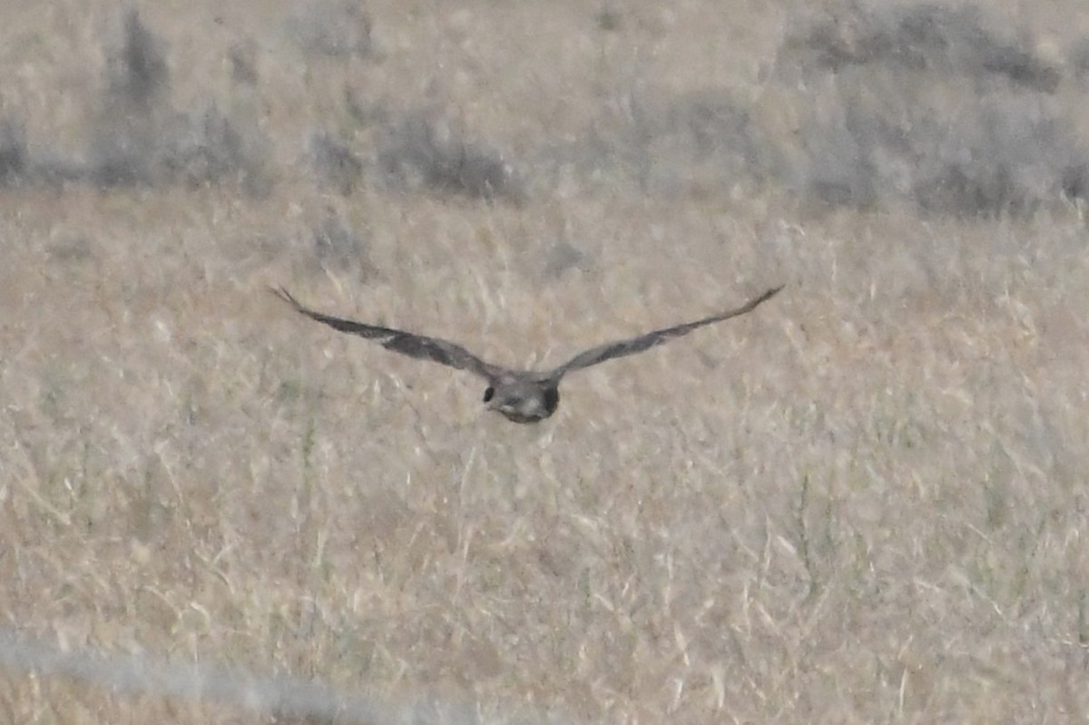 Brown Falcon - ML647067286