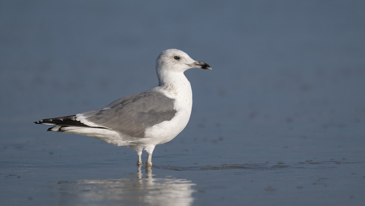 Gaviota Sombría (de la Estepa) - ML647067287