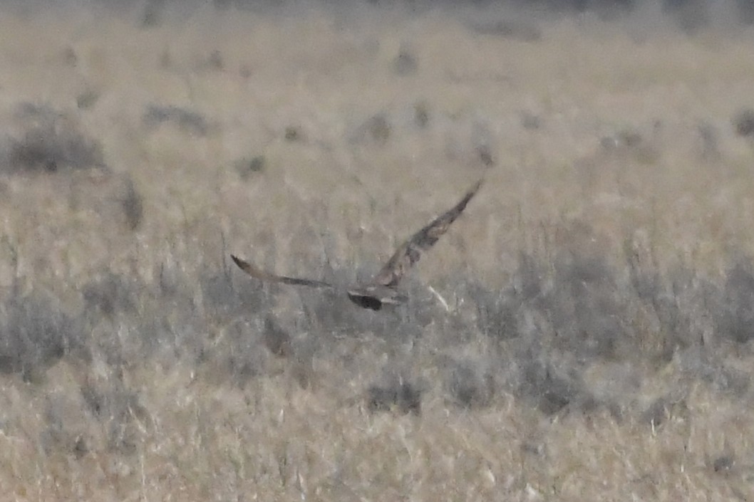 Brown Falcon - ML647067288