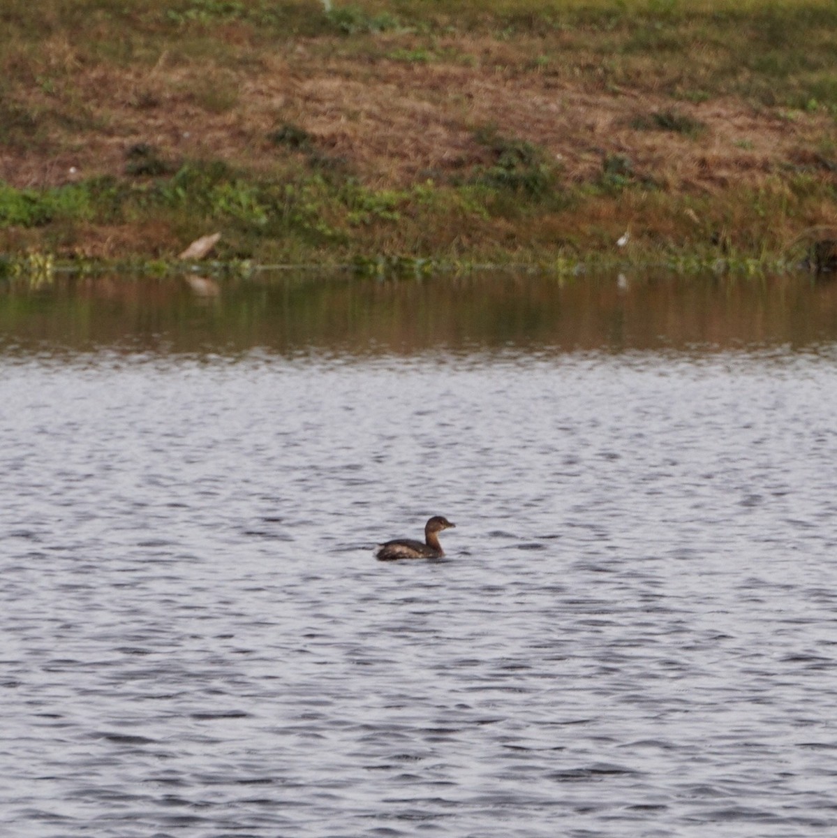 Pied-billed Grebe - ML647067289