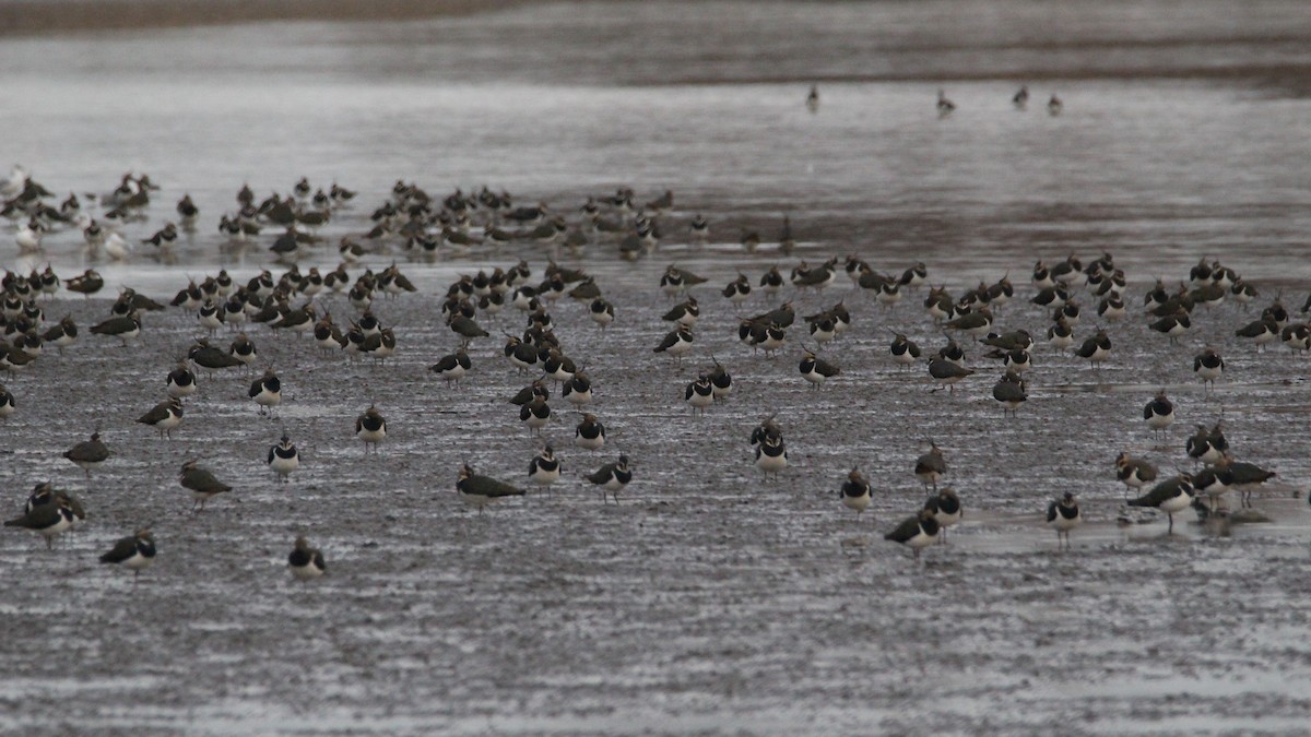 Northern Lapwing - ML647067291