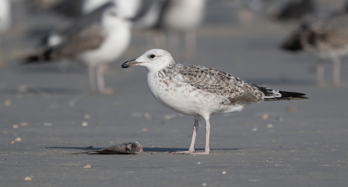 Gaviota Sombría (de Heuglin) - ML647067292