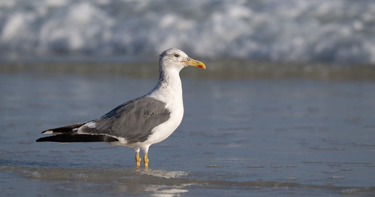 Gaviota Sombría (de Heuglin) - ML647067293