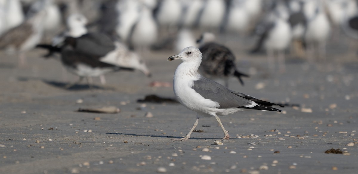 Gaviota Sombría (de la Estepa) - ML647067295