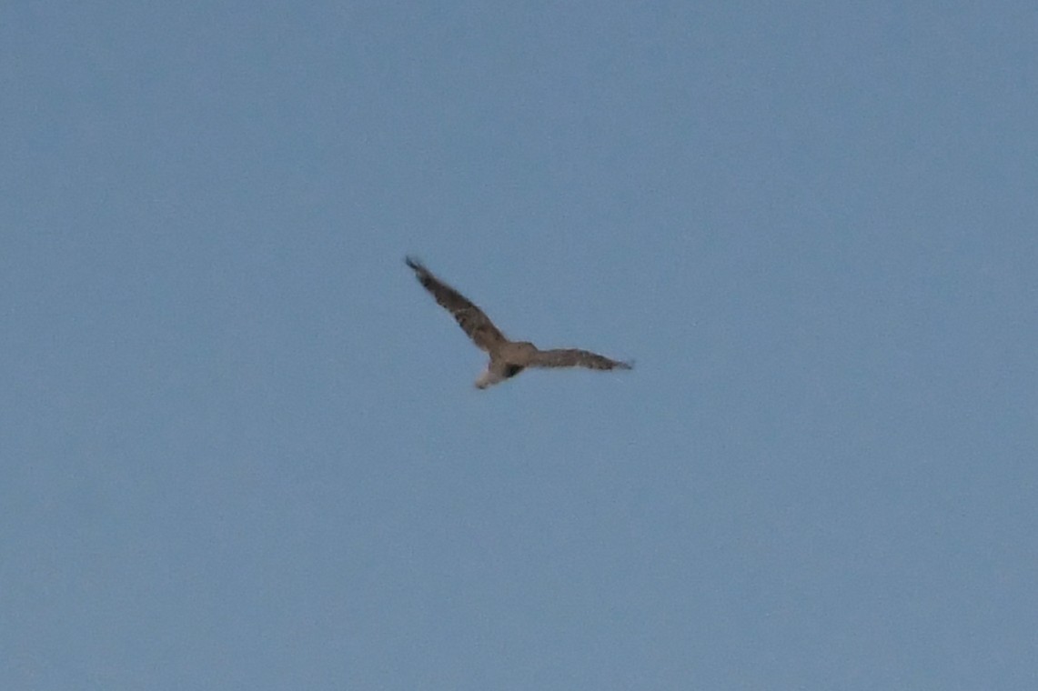 Black Falcon - ML647067296