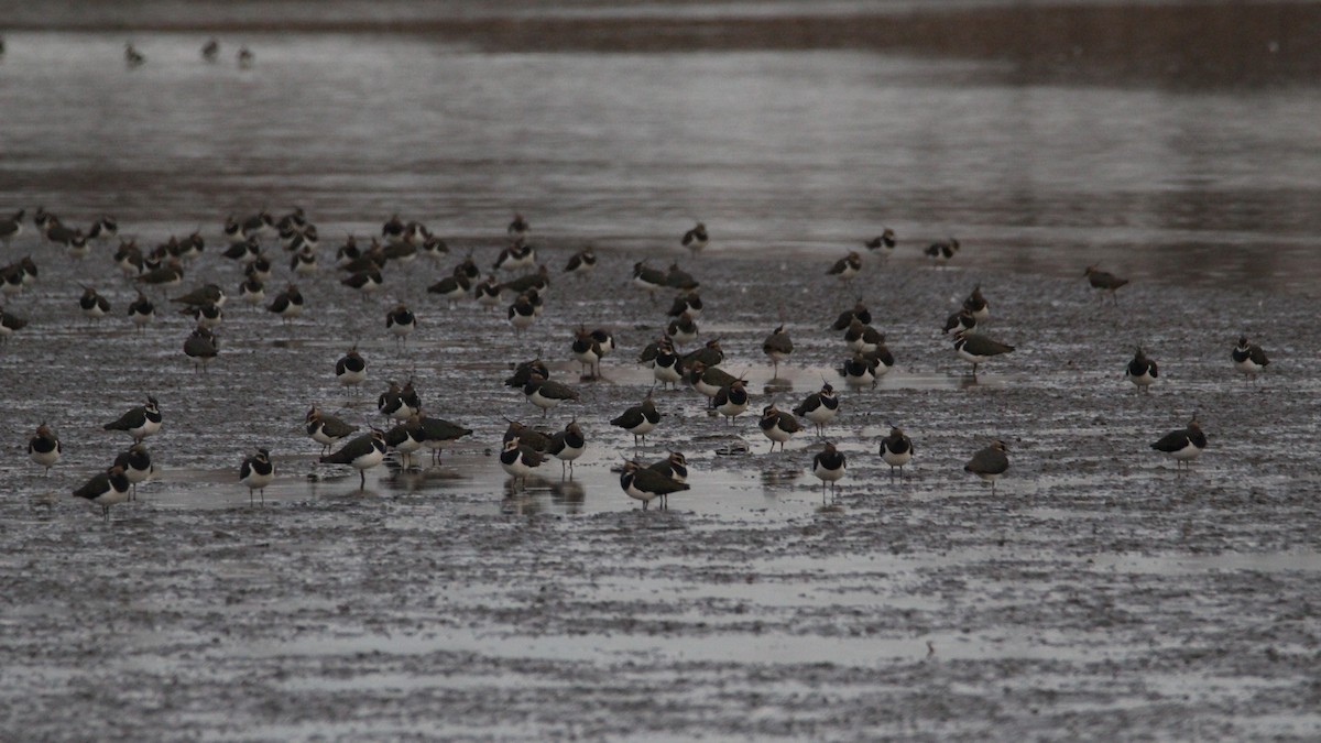 Northern Lapwing - ML647067297