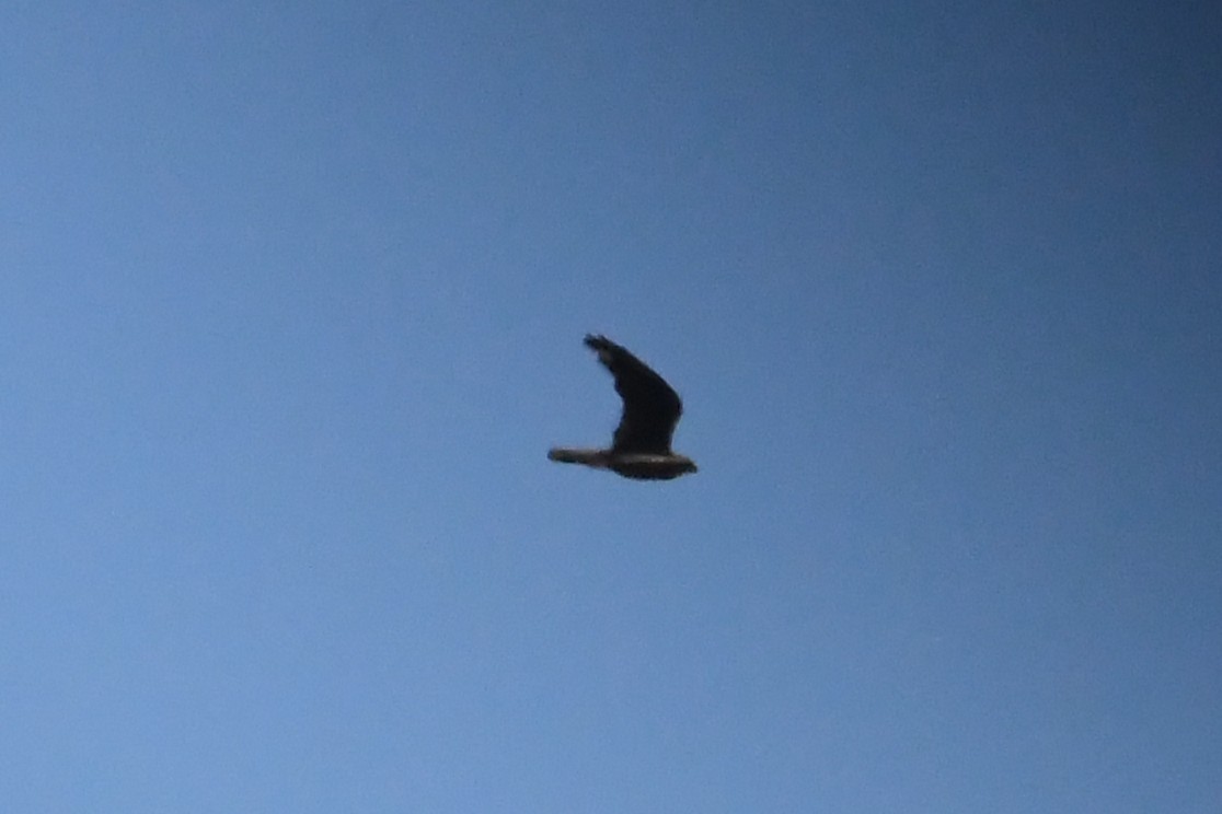 Black Falcon - ML647067306