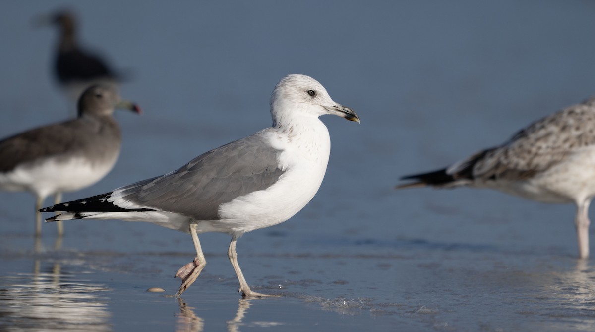 Gaviota Sombría (de la Estepa) - ML647067308
