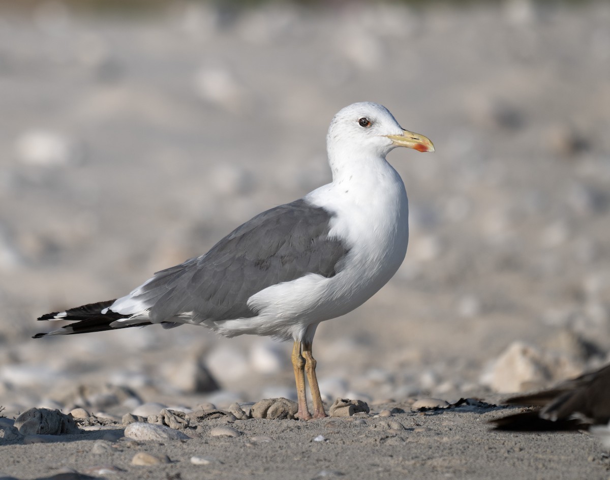 Gaviota Sombría (de la Estepa) - ML647067315