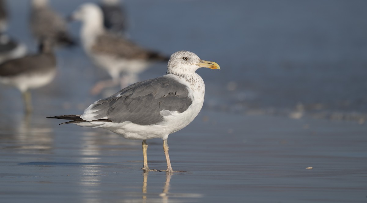 Gaviota Sombría (de Heuglin) - ML647067328