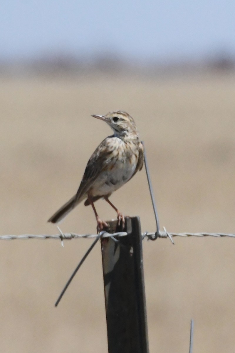 Australian Pipit - ML647067344