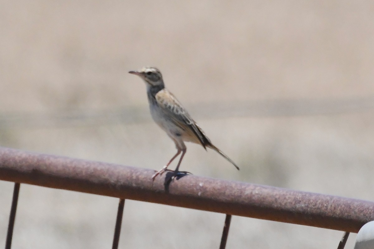 Australian Pipit - ML647067350